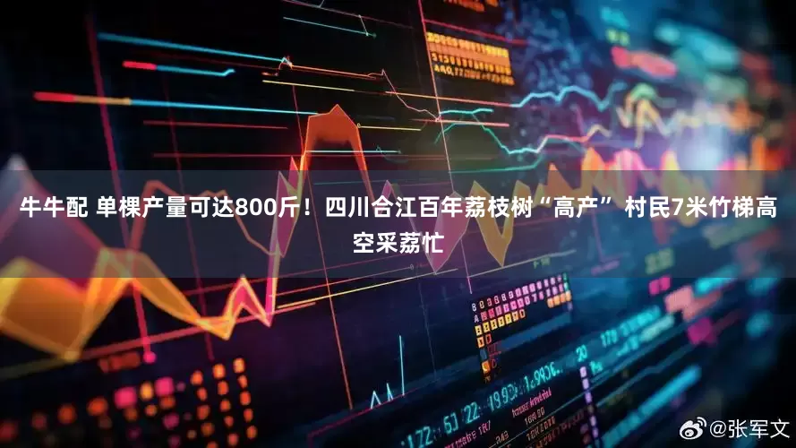 牛牛配 单棵产量可达800斤！四川合江百年荔枝树“高产” 村民7米竹梯高空采荔忙